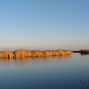 near Rust / Neusiedlersee